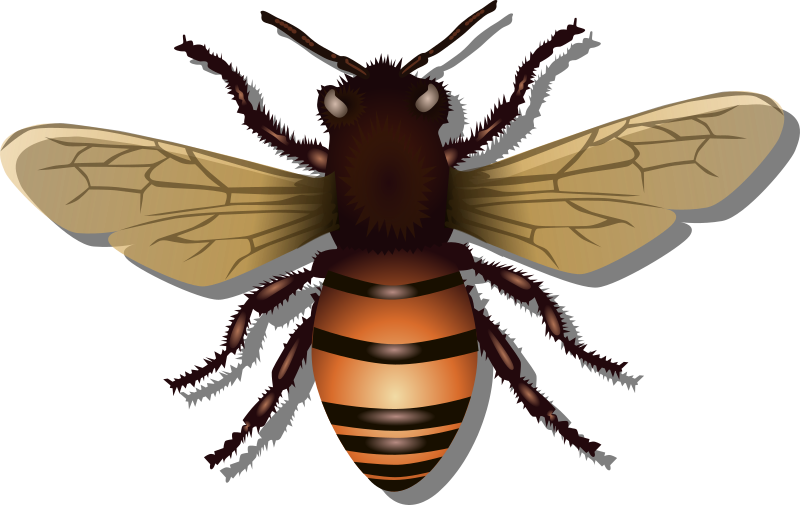Bee