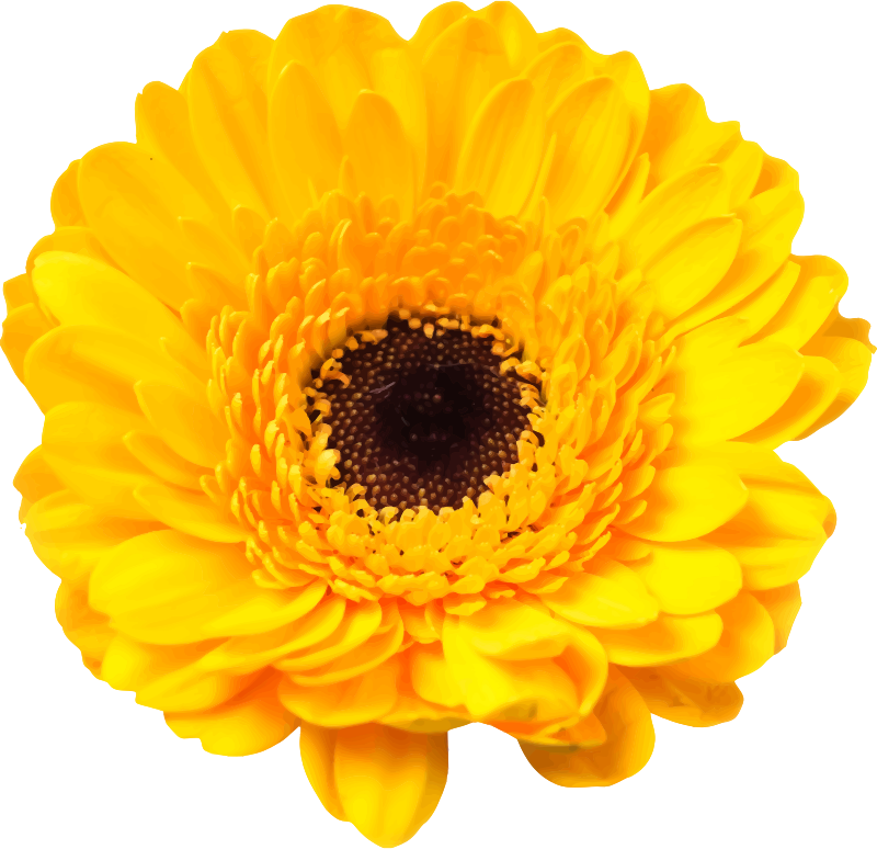 Flower 92