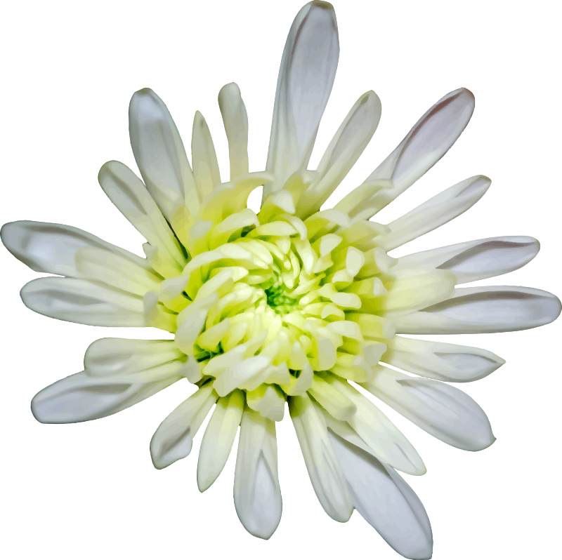 Flower 94