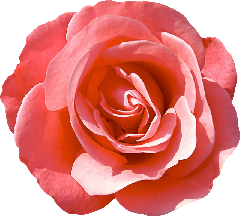 Rose 16
