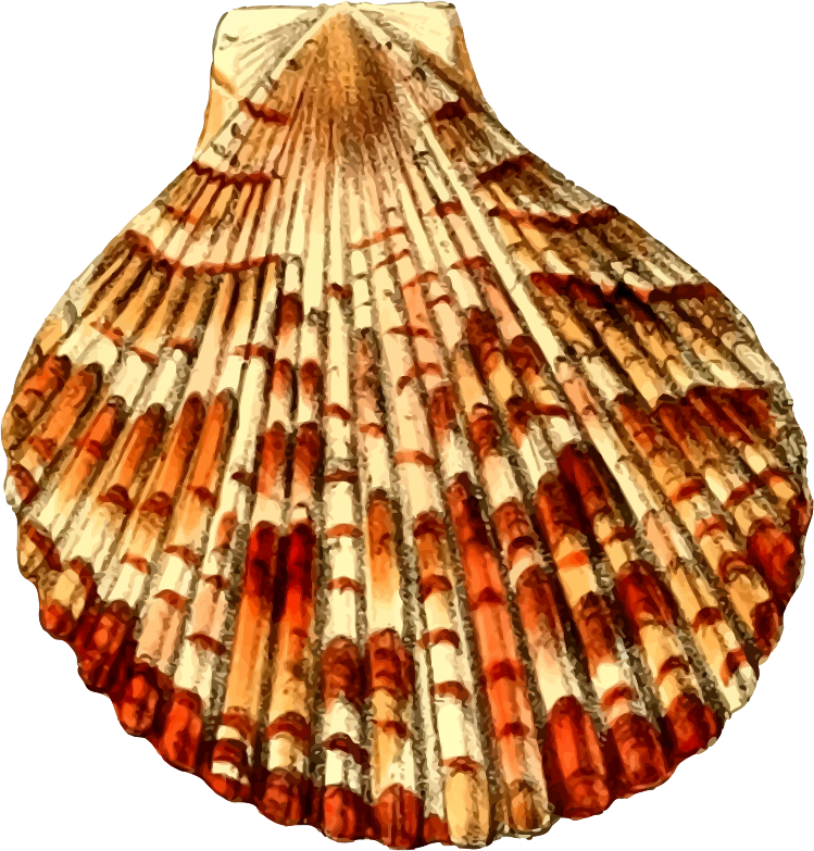 Sea shell 30