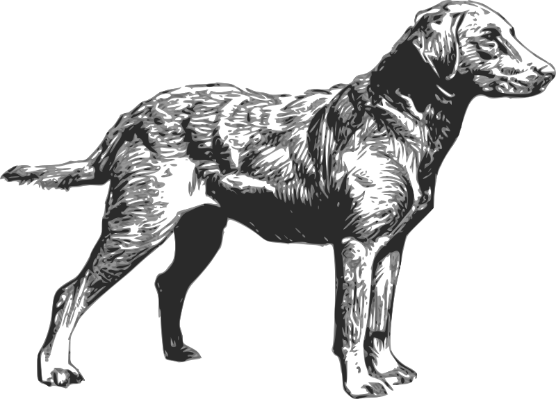 chesapeake bay retriever