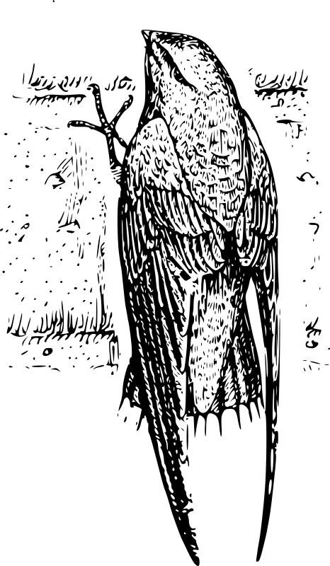 chimney swift (bird)