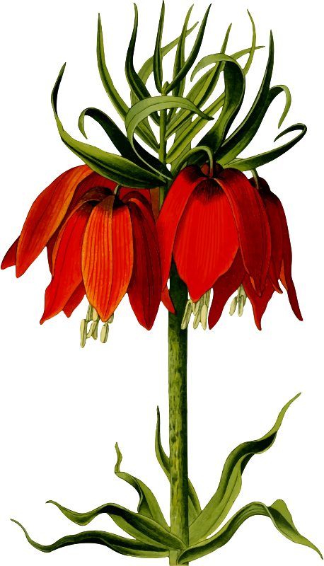 Crown imperial