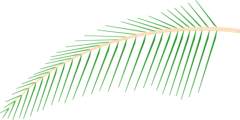 Leaf of Coconut Tree