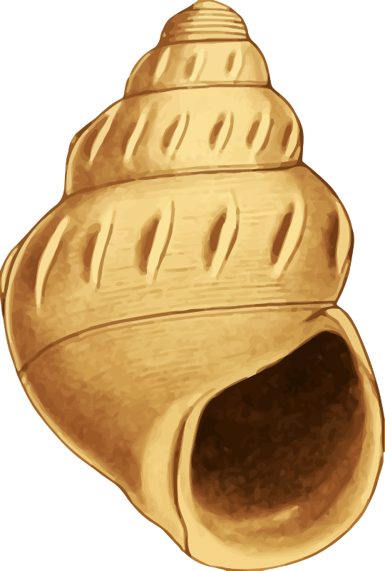 Sea shell 40