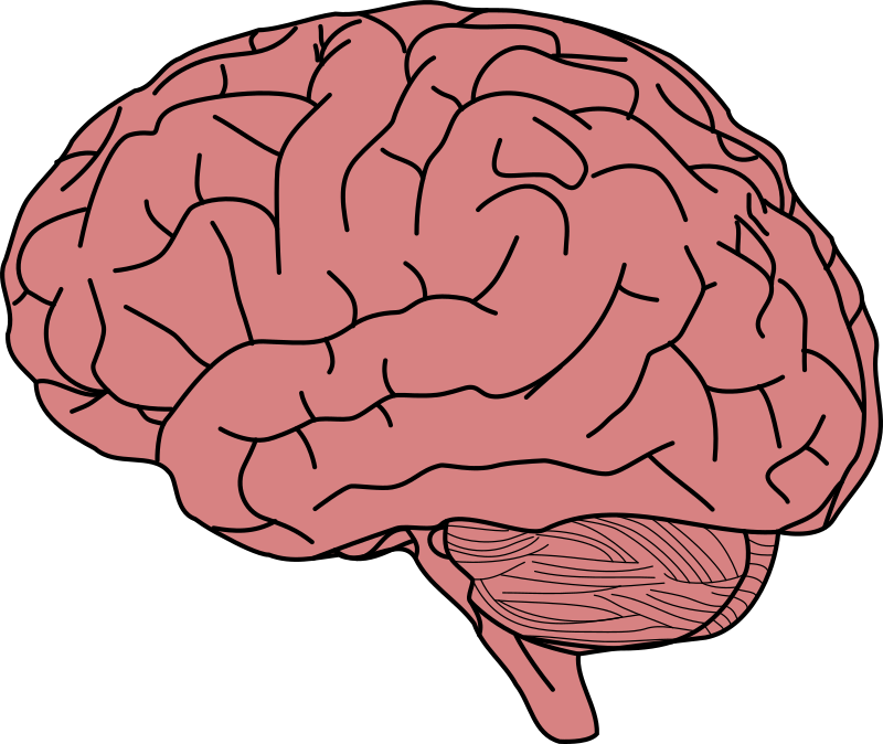 Human Brain