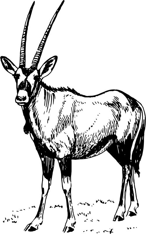 Oryx 4