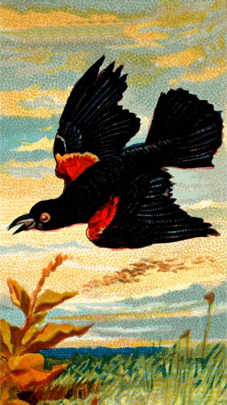 Cigarette card - Starling