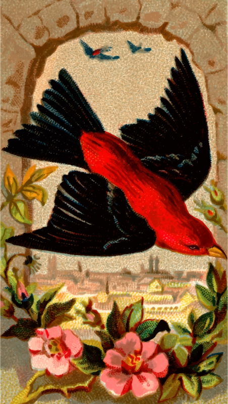 Cigarette card - Scarlet Tanager