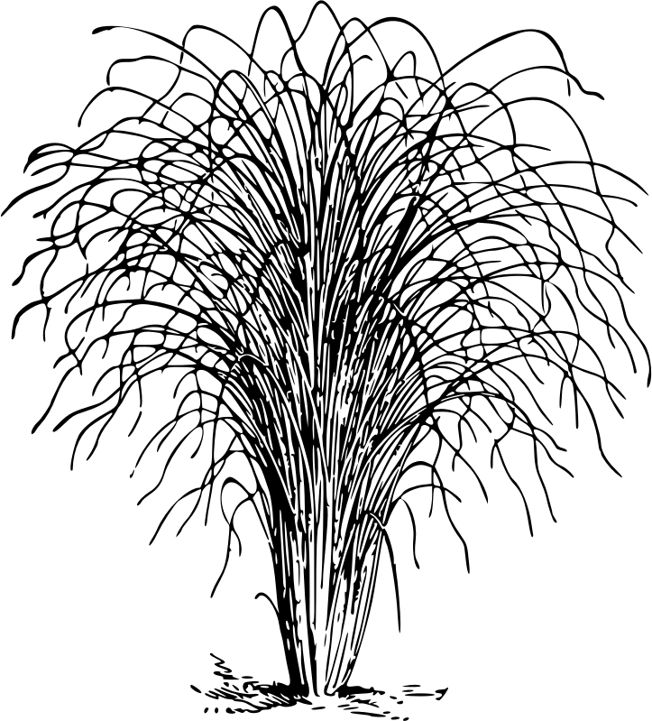 Eulalia