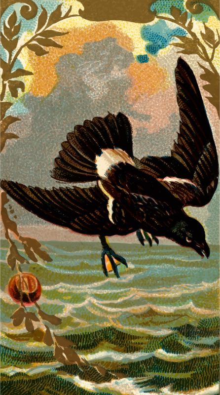 Cigarette card - Mother Carey's Chicken