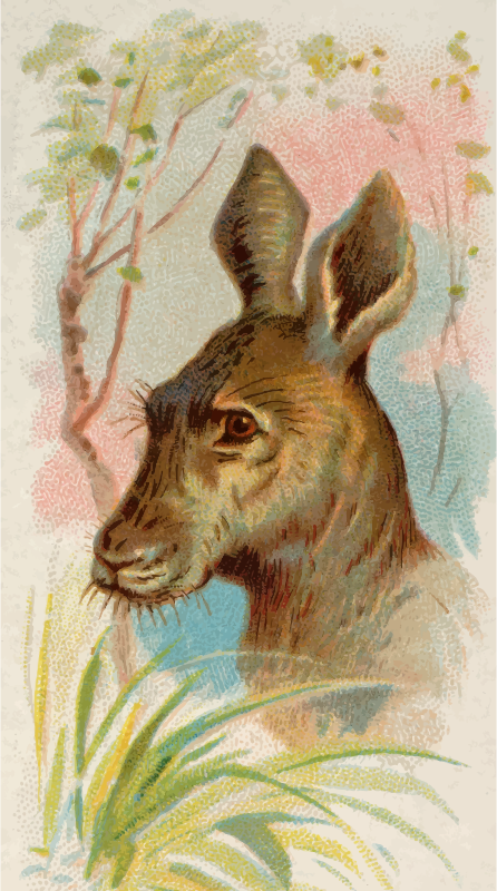 Cigarette card - Giant kangaroo
