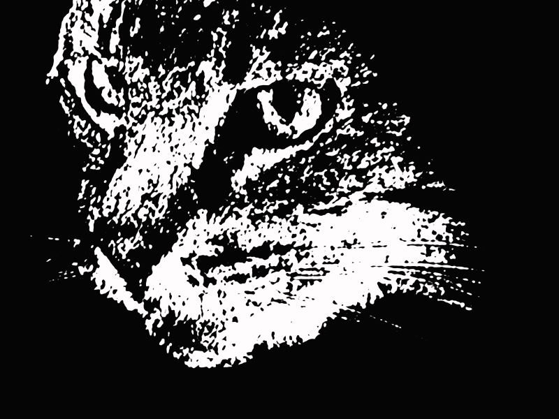 Tabby Cat Face Emerging from Shadows