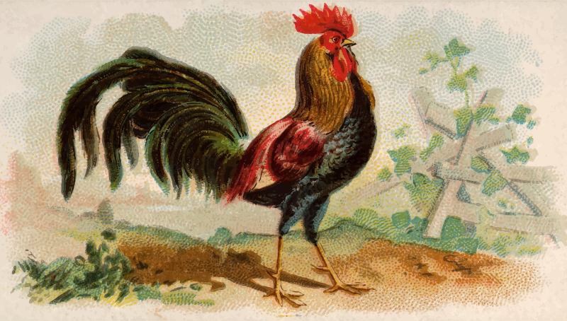 Cigarette card - Brown Leghorn