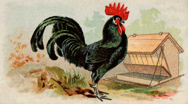 Cigarette card - Black Minorca Fowl