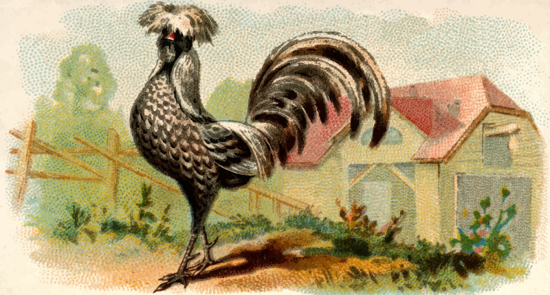 Cigarette card - Silver-Spangled Polish