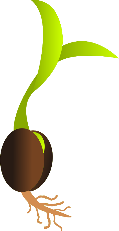 Germinating seed vectorized