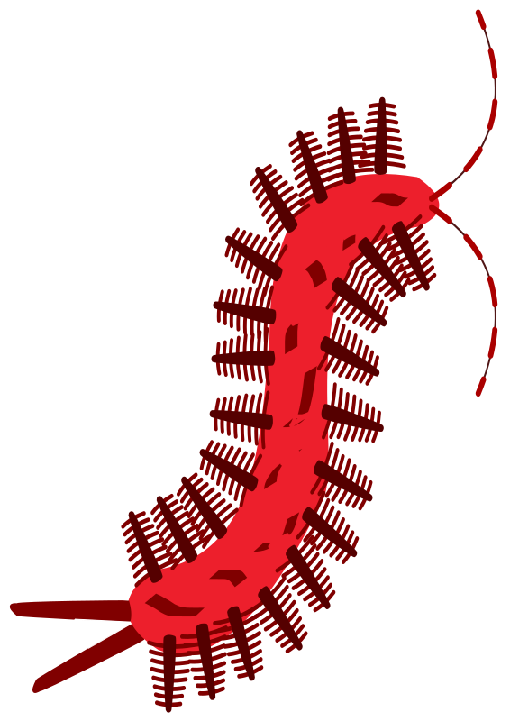 SCOLOPENDRA