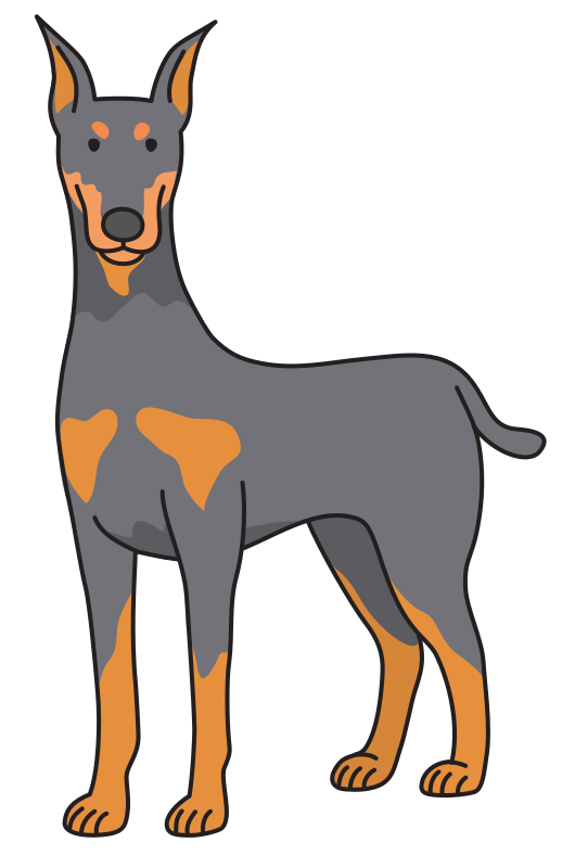 dog - Doberman
