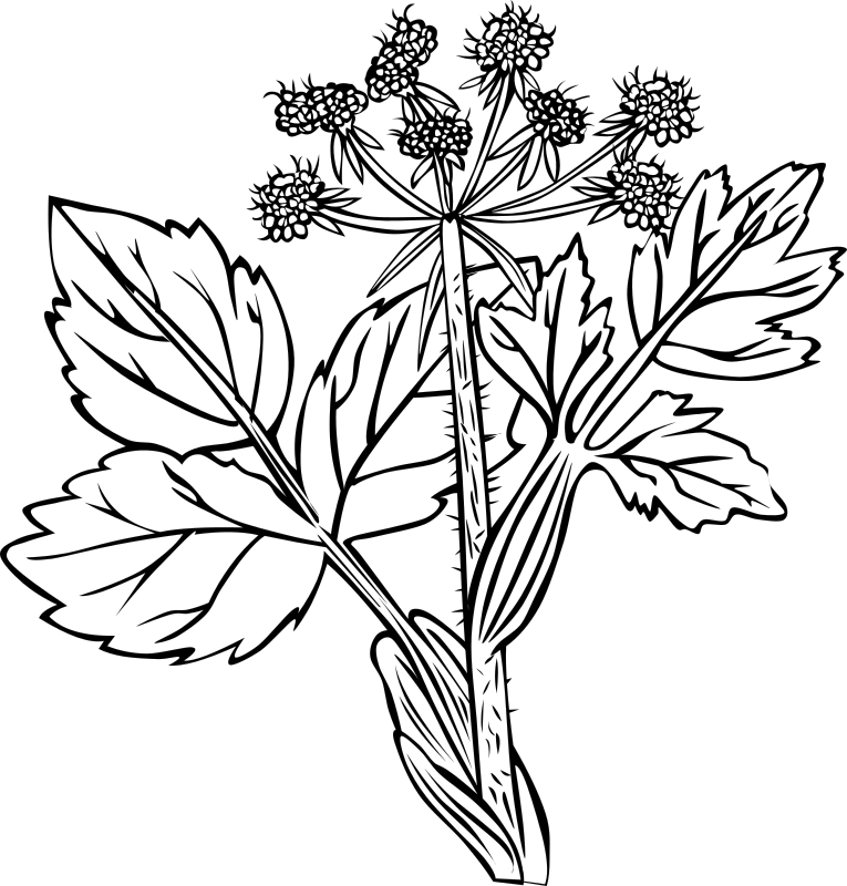 Heraculeum lanatum