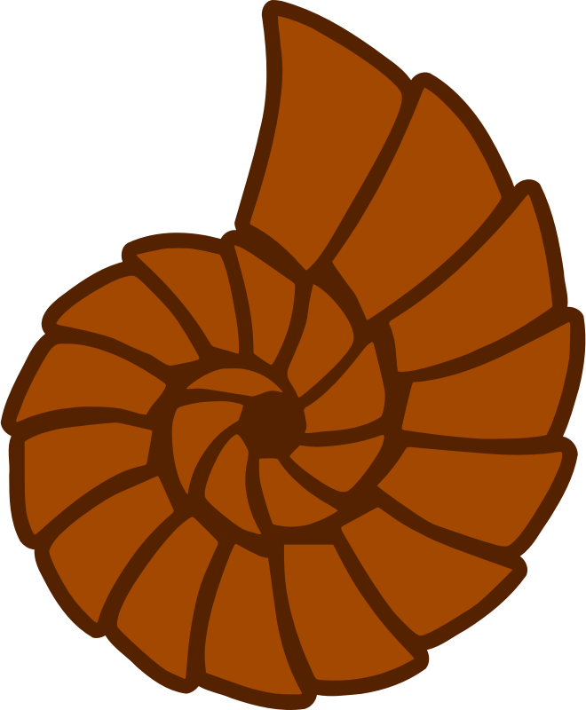 Sea shell 46