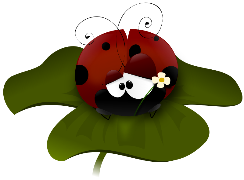 coccinella