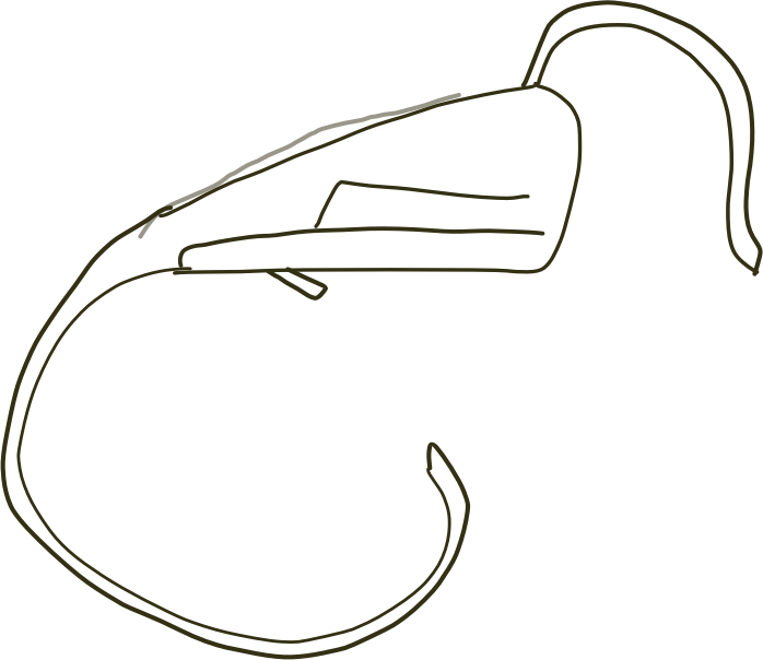 Endoscopio