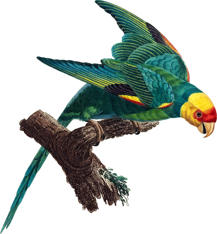 Carolina parakeet