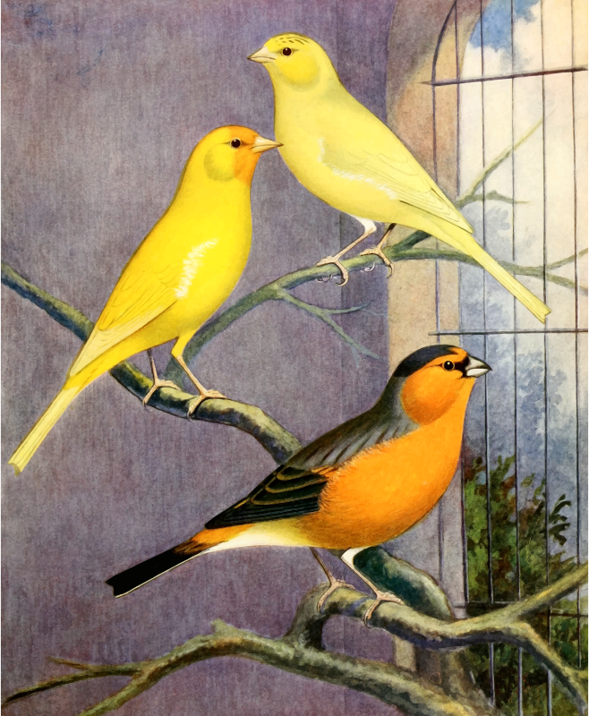 Birds 12