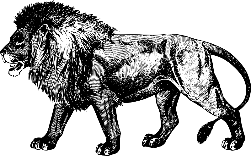 Lion 7