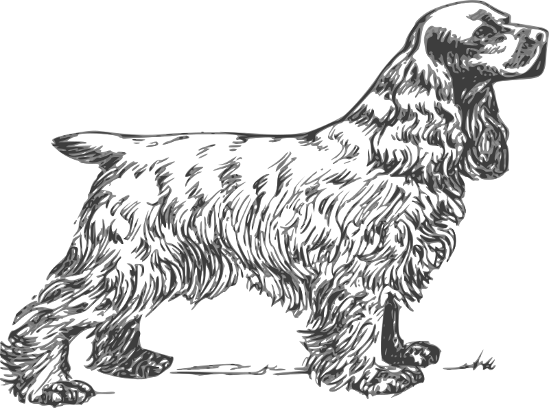 coker spaniel grayscale