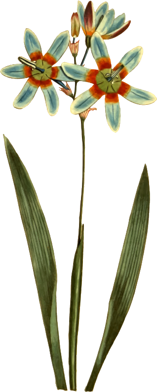 Monodelphous Ixia