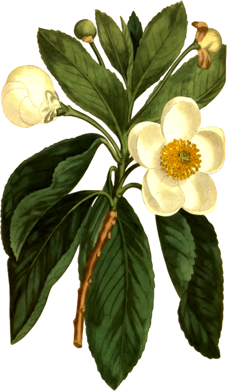 Smooth gordonia