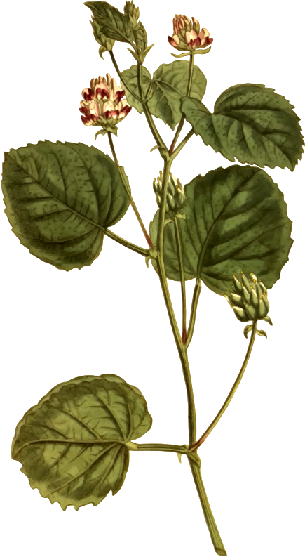 Hazel-leaved psoralea