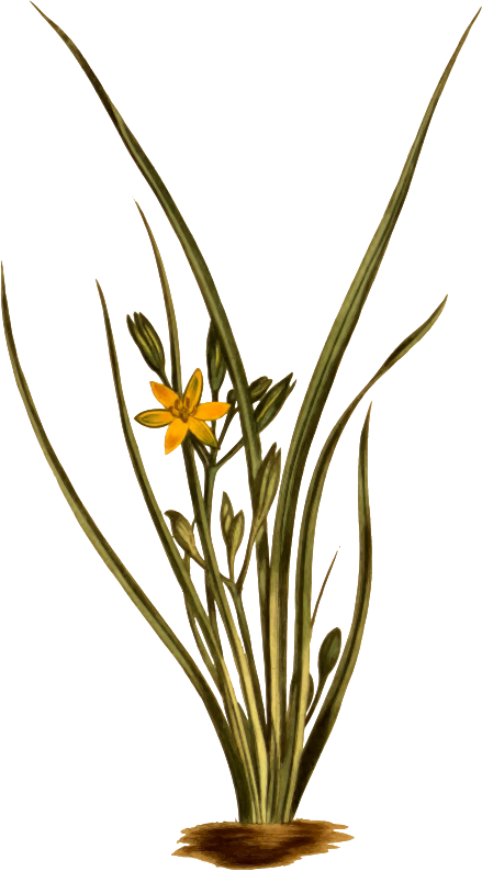 Upright hypoxis