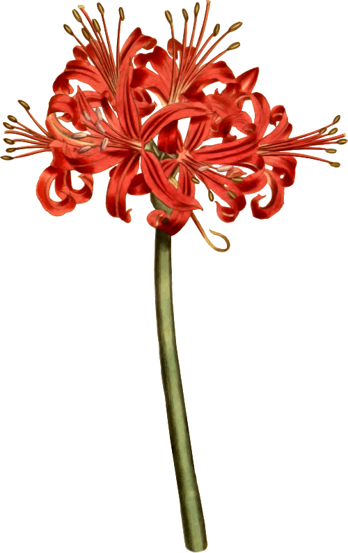Glaucous-leaved amaryllis