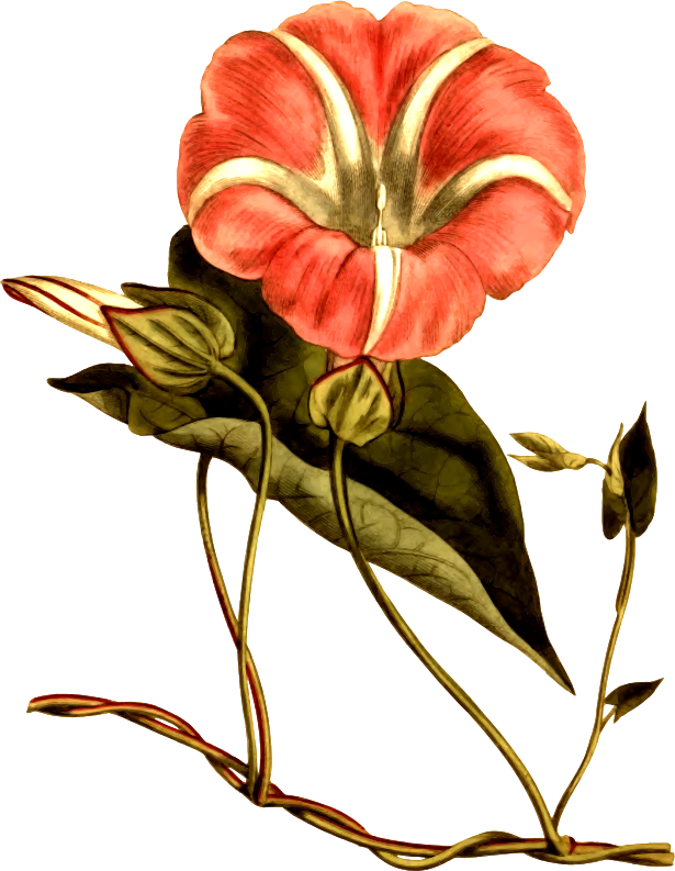 American great bindweed