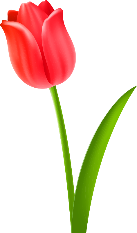 Tulip 5