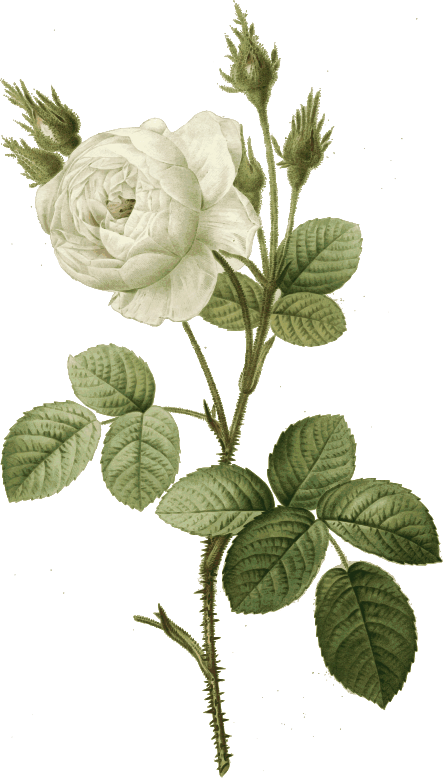 Redoute - Rosa muscosa alba - color