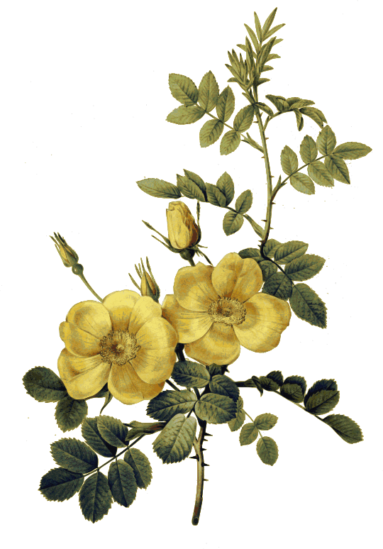 Redoute - Rosa eglanteria 2 - color
