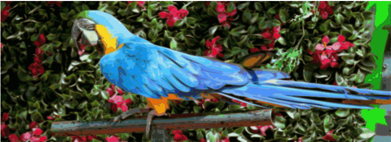 Cotorra azul