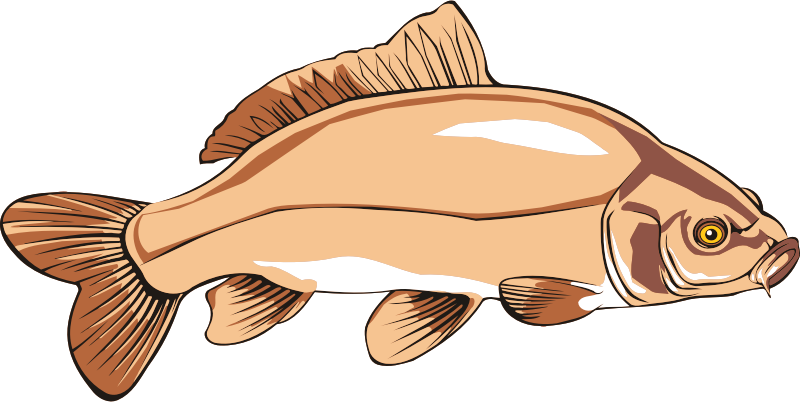 Carp 2