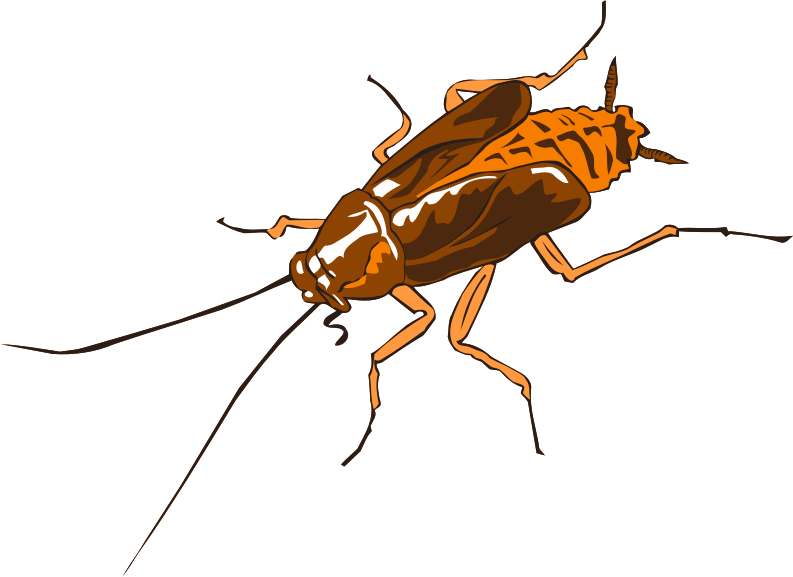 Cockroach