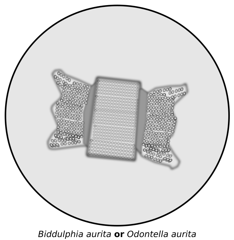 Diatom