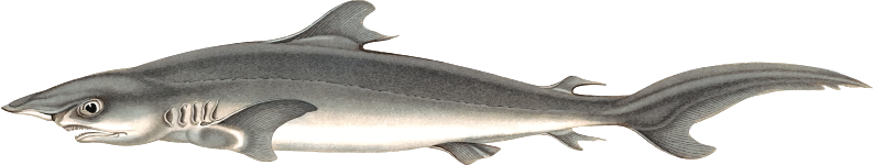 Silky shark