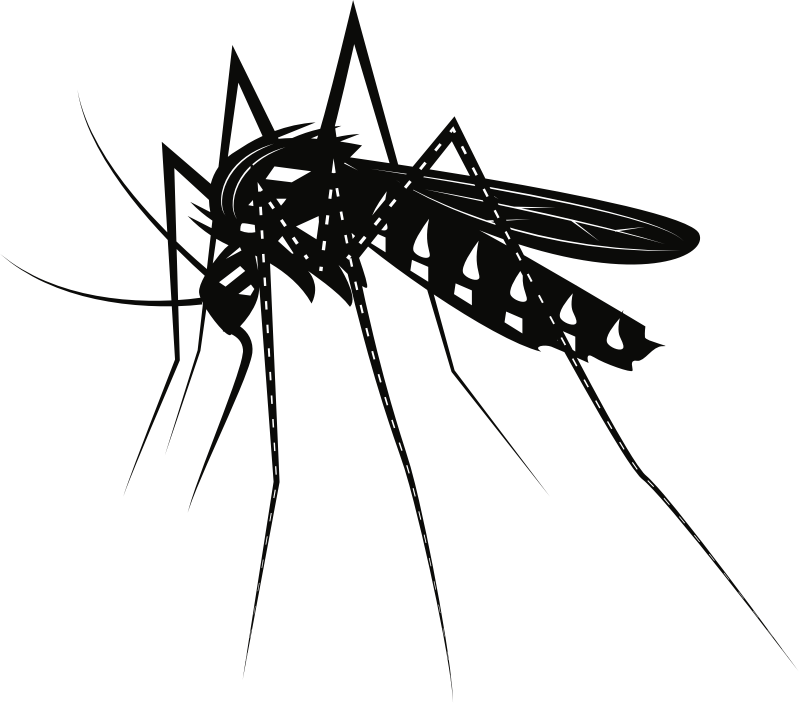 Mosquito (#1)