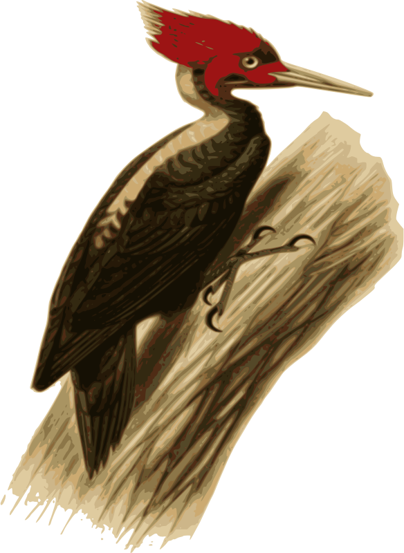 Woodpecker 2