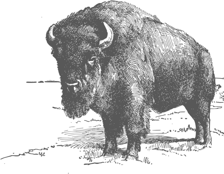 Bison