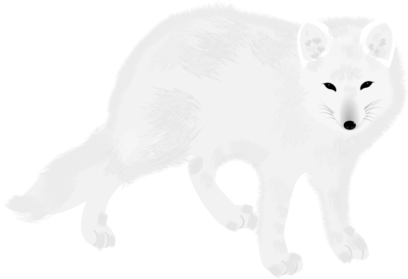 Arctic Fox